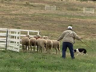 صور Meeker Classic Sheepdog Championship Trials ألحيوَانَات